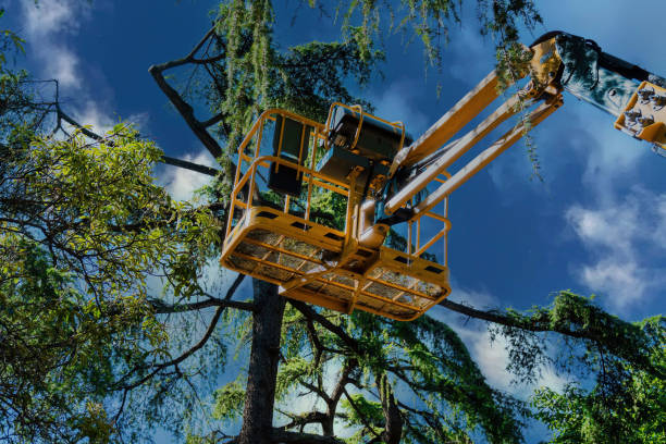 Best Fruit Tree Pruning  in Grover Beach, CA