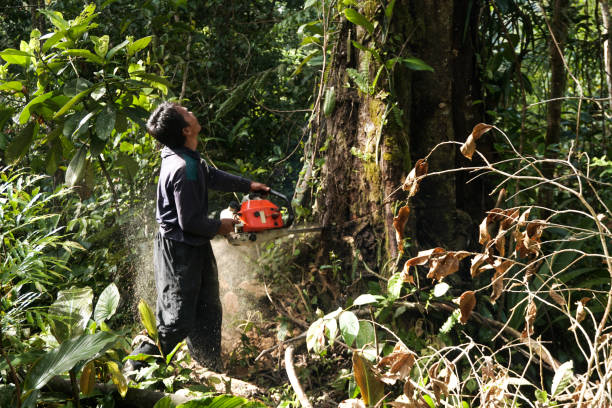 Best Leaf Removal  in Grover Beach, CA