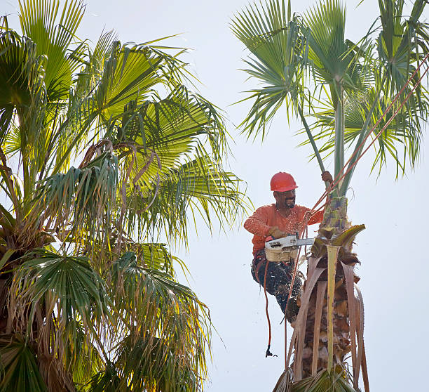 Best Palm Tree Trimming  in Grover Beach, CA